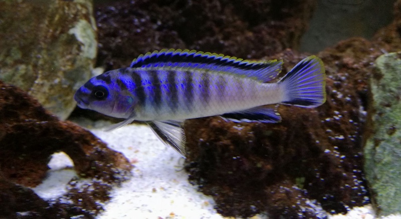 Tropheops kumwera 'Kanchedza Island'